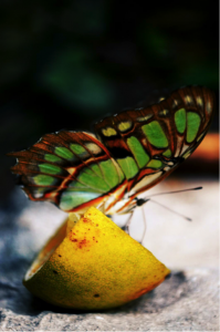 Butterfly flaps can predict hurricanes